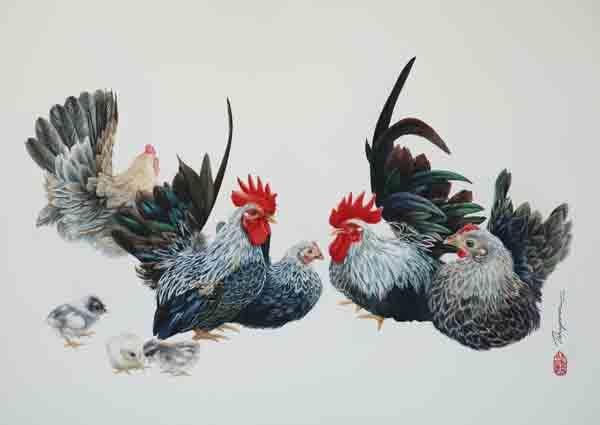 ไก่แจ้สีดอกหมาก ไก่แจ้สีดอกหมาก