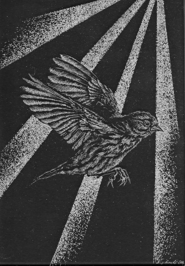 d_fonde_showtime - song sparrow sparrow d_fonde_showtime - song sparrow sparrow
