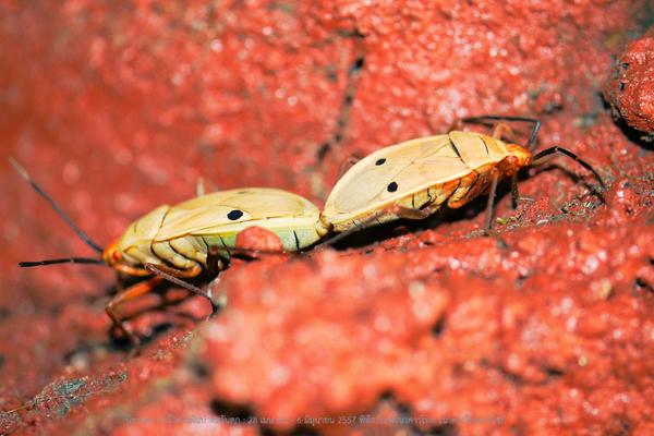 สุวิมล-2_1160804 - Insect